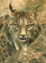 Lynx Pardelle