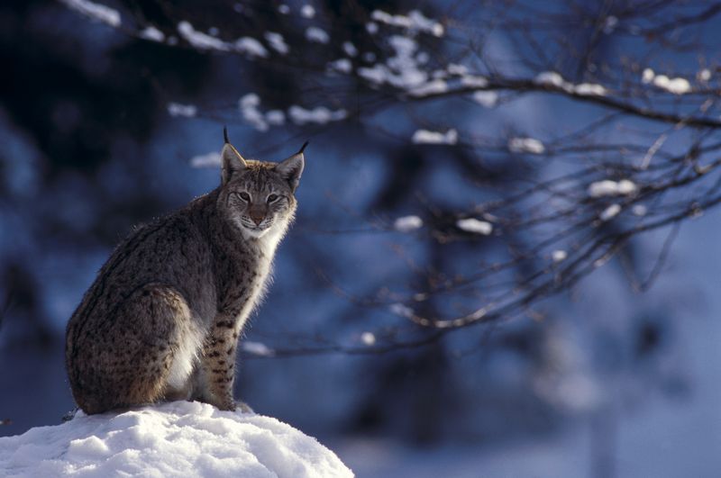 lynx-elevage-chasse1.jpg lynx-elevage-chasse1.jpg