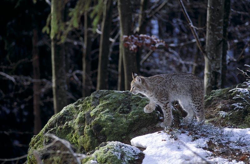 LYNX 081 06934 LYNX 081 06934