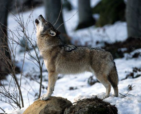 Le Loup est en Suisse dans LOUP loup-annonce-sarkosy