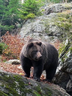 ours pyrenees et activites humaines ours pyrenees et activites humaines