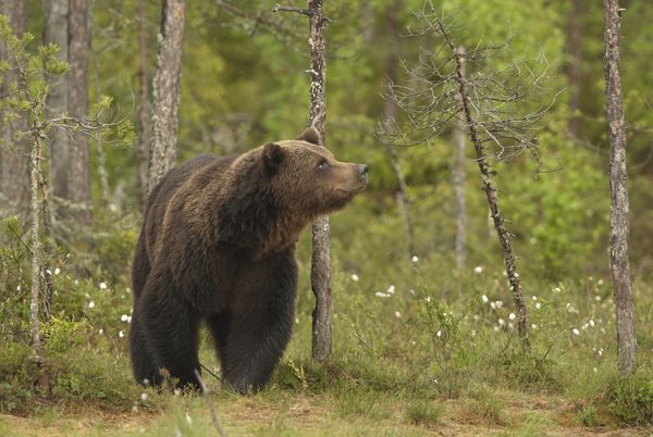 rencontre avec un ours noir