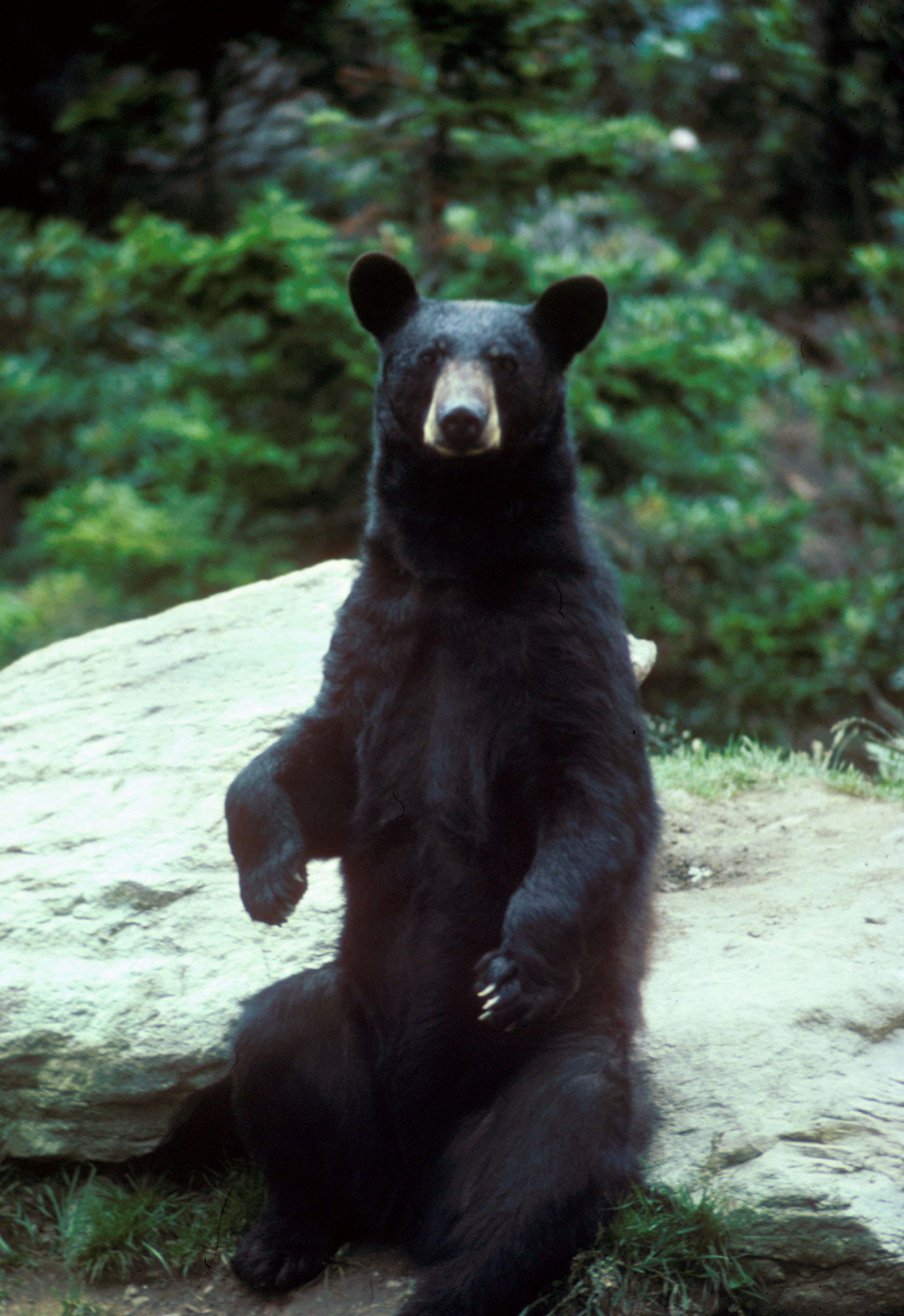 les-ours-noirs-r-duisent-leur-activit-m-tabolique-de-fa-on
