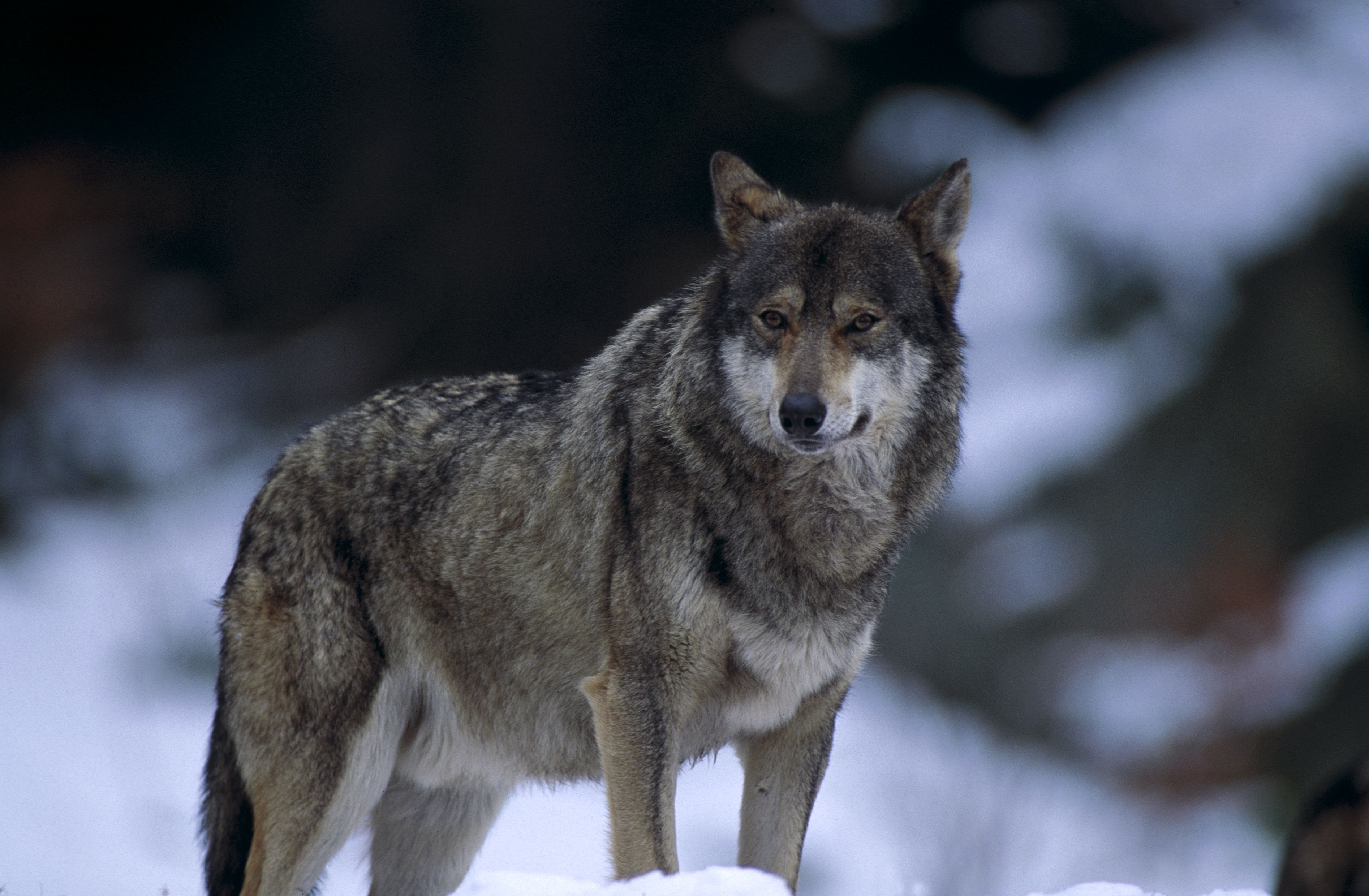 Consultation publique sur le loup : dernier jour pour participer ! | FERUS