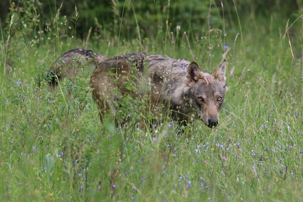 loup alpes montero FERUS