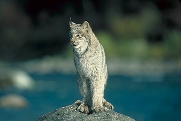 Les larges pattes de ce lynx du Canada sont une adaptation parfaite aux milieux enneigés (copyright photo www.junglewalk.com) 