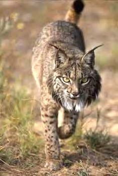 pour les mâles ; distribution : péninsule ibérique. Le lynx pardelle, autrefois considéré comme une sous-espèce du lynx européen, est le félin le plus menacé au monde.