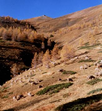  Illustration 2 : Reconquête forestière et dispersion des troupeaux non-gardés dans le Mercantour, Alpes du sud.Dans cette zone à loup, les rhododendrons (qui ressortent en vert) et la bruyère remplacent peu à peu les pâturages avant d’être supplantés à leur tour par les mélèzes. L’action sélective des brebis sans conduite humaine n’empêche pas la modification des paysages (crédit photo : F. Benhammou, 2002).