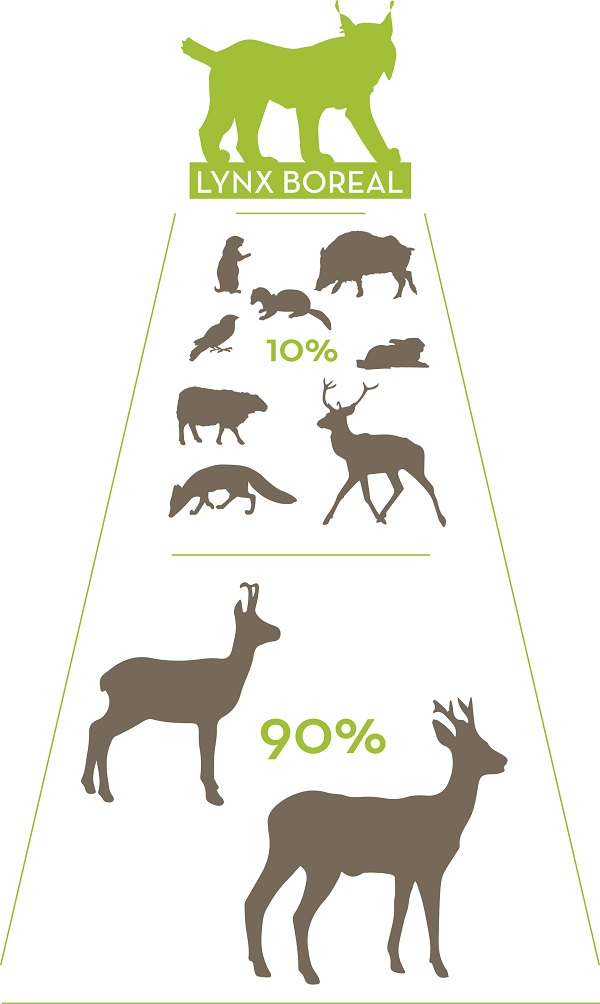 Lynx iberique : taille, description, biotope, habitat, reproduction