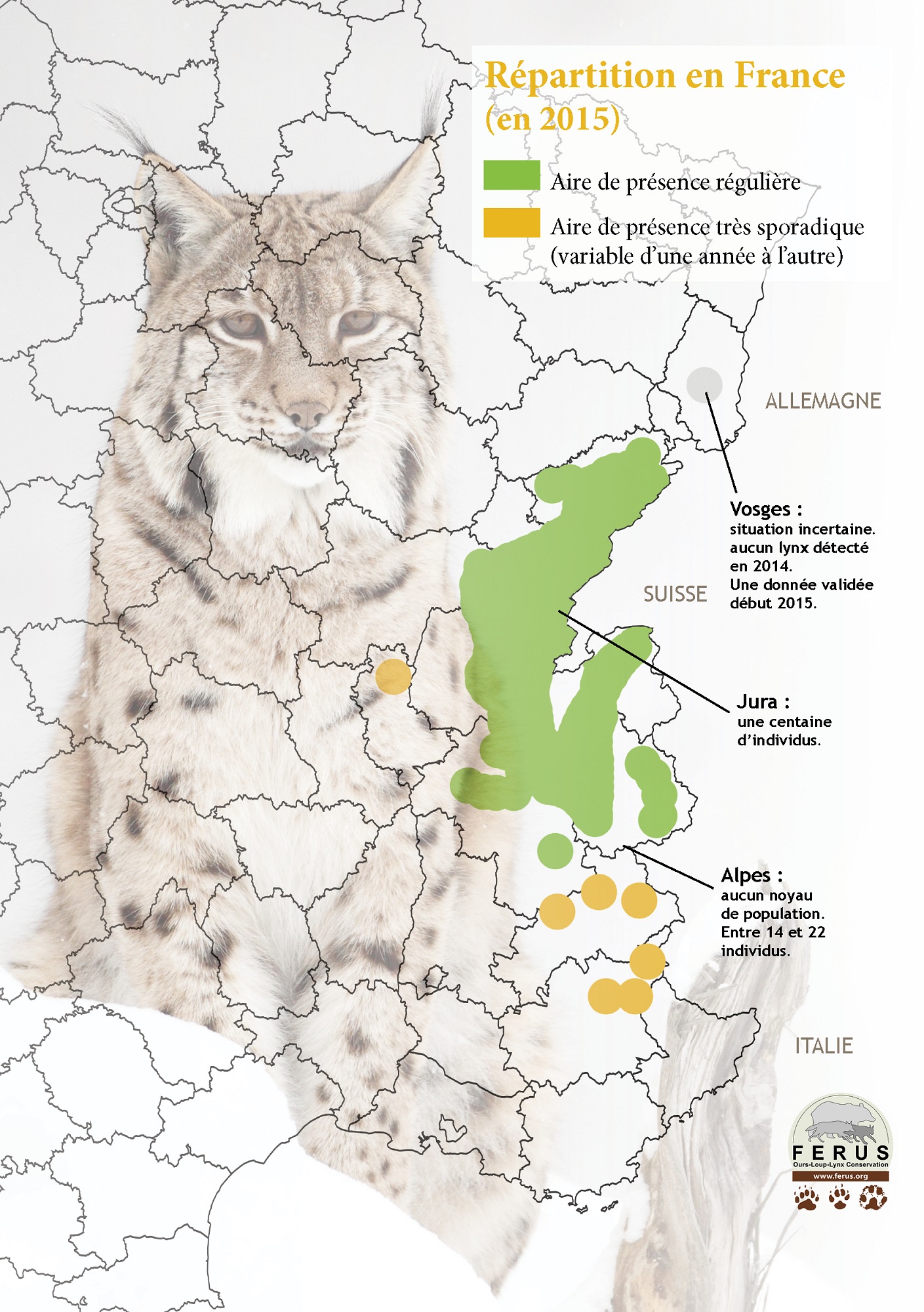 Türkiye: le lynx Ulu a parcouru 2 200 kilomètres en une année