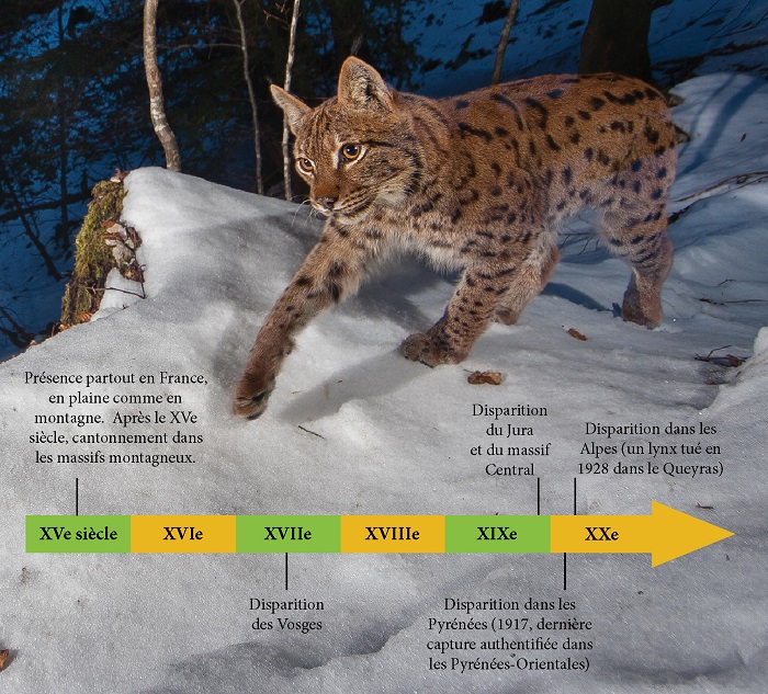 Le lynx à la reconquête de son territoire