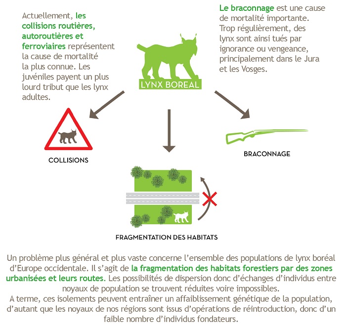 Pourquoi le lynx pourrait bientôt disparaître en France