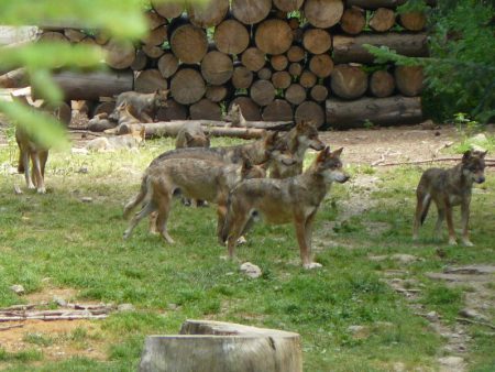 Meute_loups_alpha-guy-lebègue