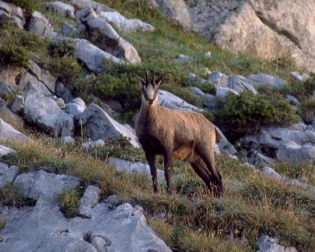 chamois-andreas-Tille