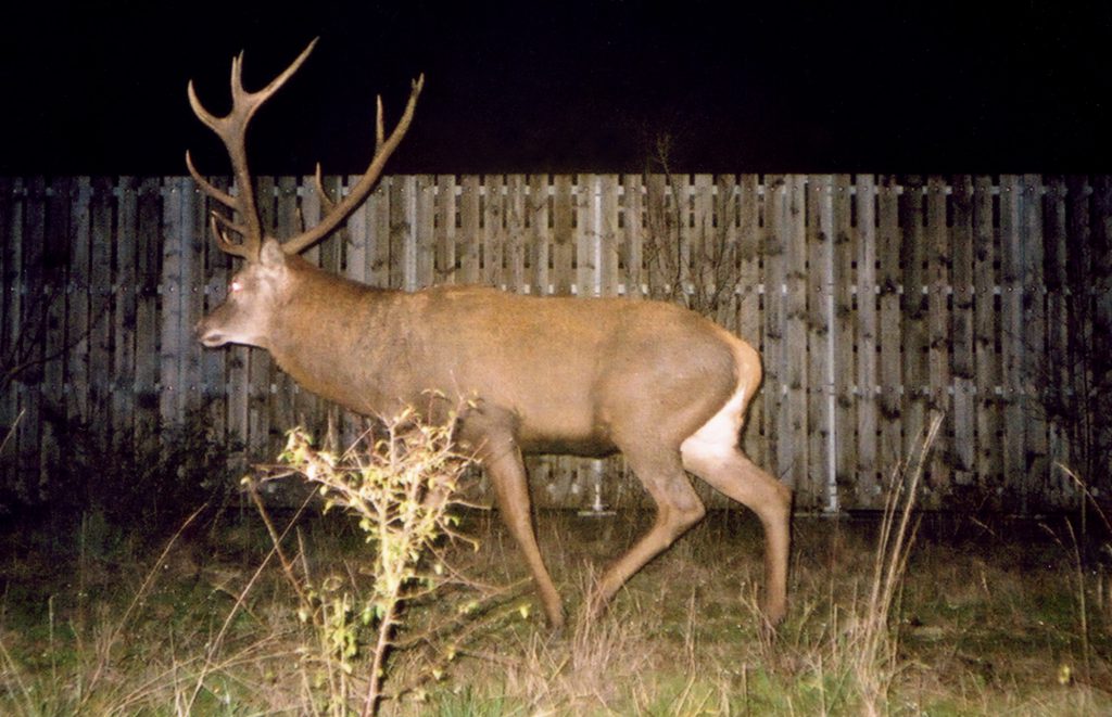 Cerf sur passage à faune 