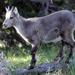 alpine-ibex-bouquetin