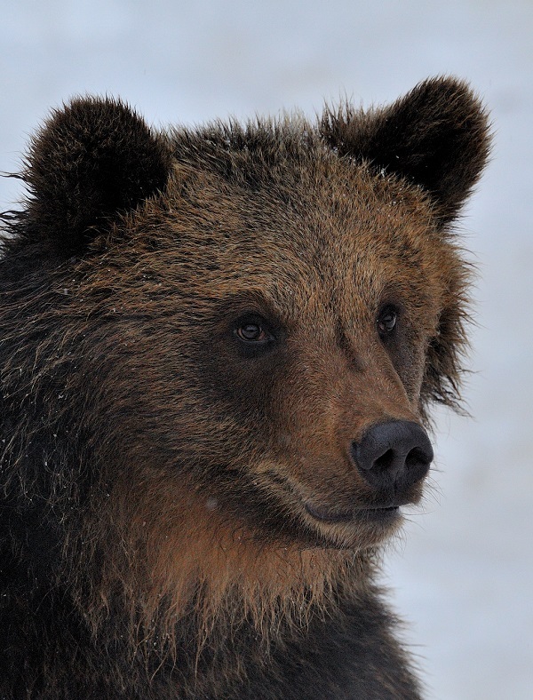 L'ours se nourrit essentiellement de miel : vrai ou faux ?