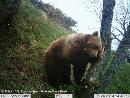 ours balou ariege pyrénées