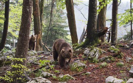 ours slovénie FERUS