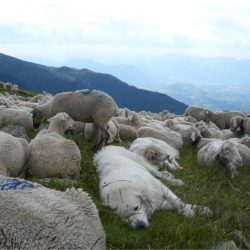 patou troupeau mouton