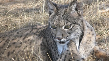 Animaux. Le lynx pourrait disparaître à cause de la consanguinité