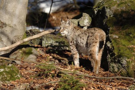 lynx-haut-beaujolais