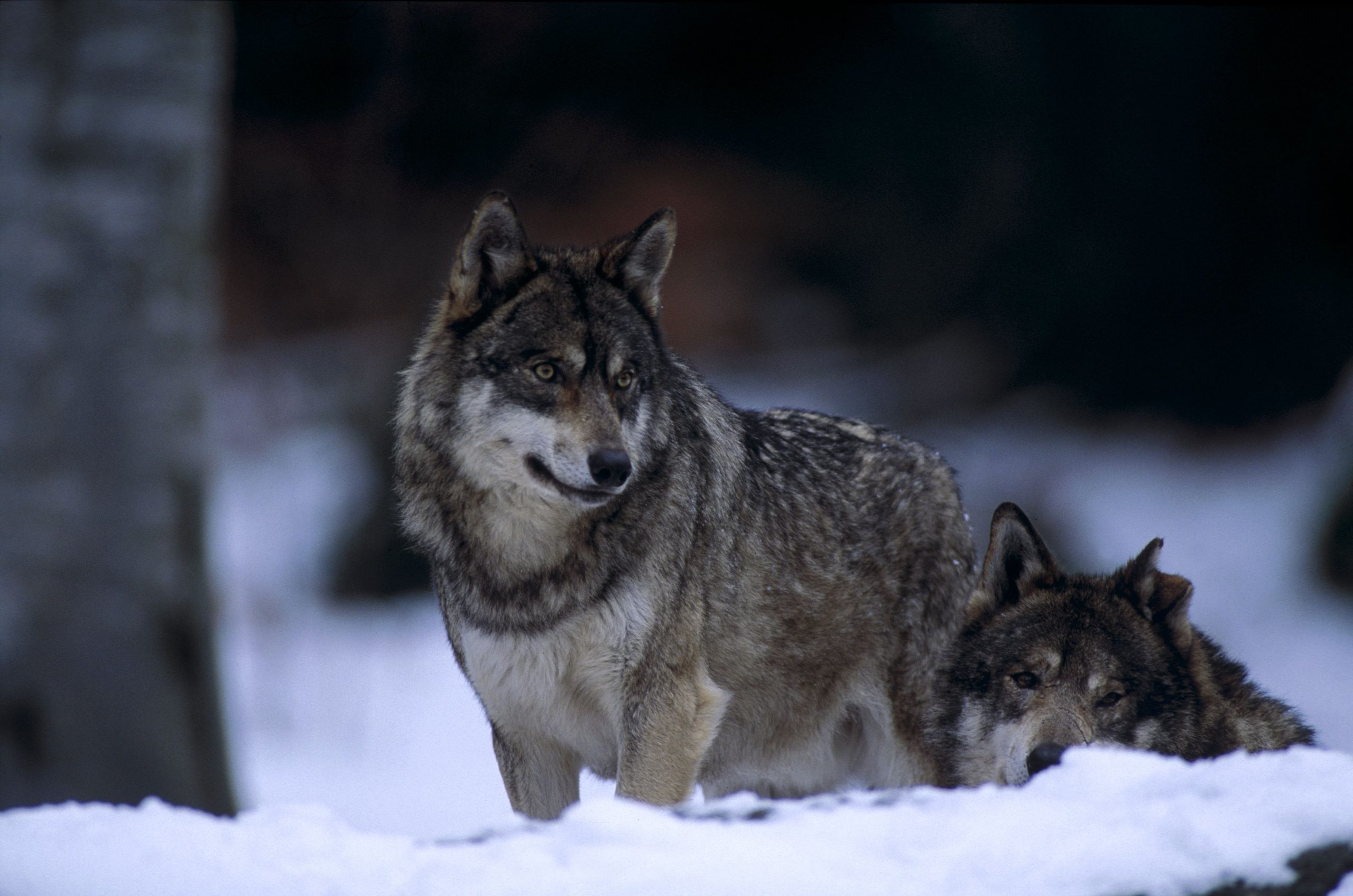 La chasse est ouverte !  Et si l'homme était un loup pour le