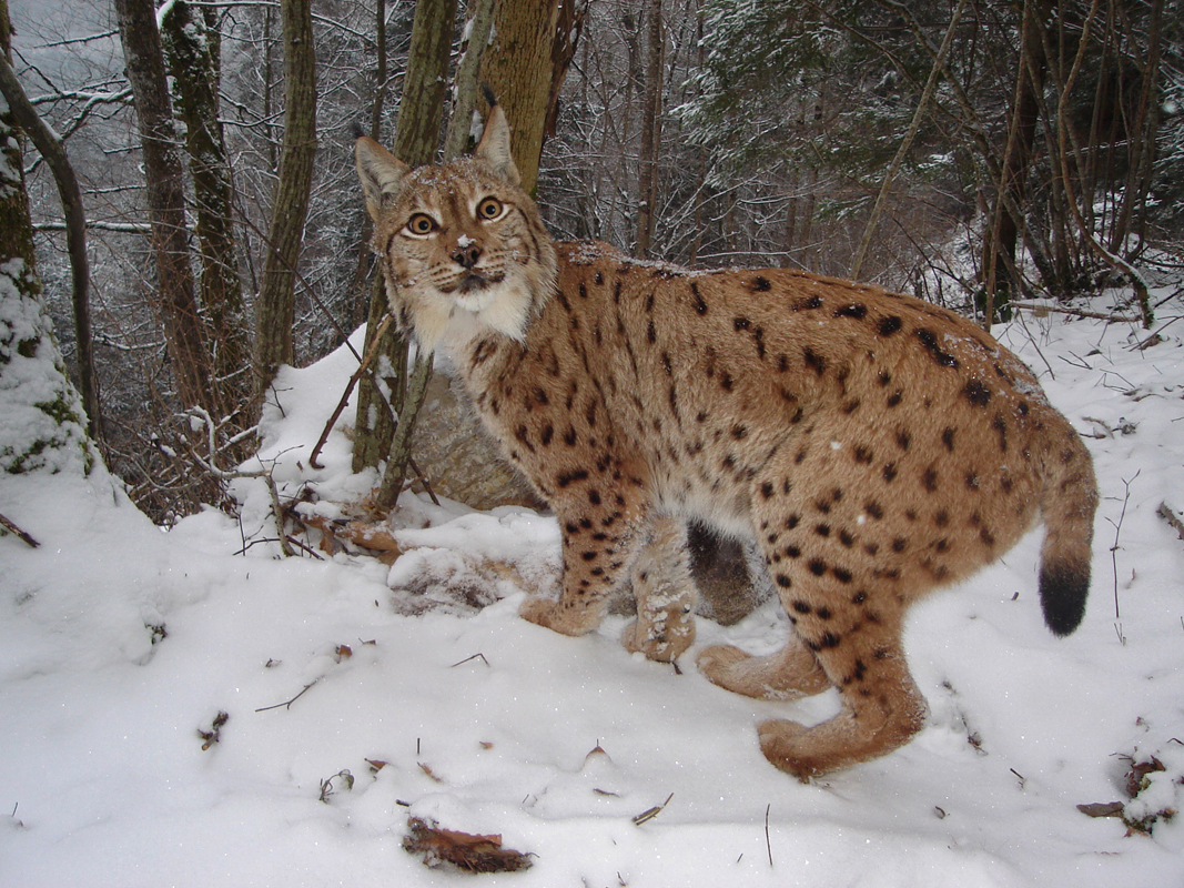 Qu En Est Il Des Populations De Lynx En France Ferus