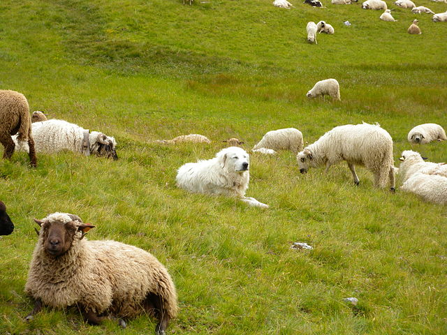 Montagne des Pyrénées au milieu des moutons