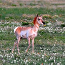 Antilocapra_americana_juvenile