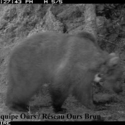 Balou 12 juin 2012 © O.N.C.F.S. Equipe Ours