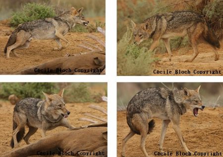 Planche Canis lupus lupaster_Cécile Bloch