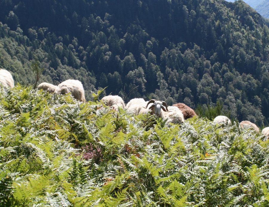 Pastoralisme et ours : un autre regard, par Alain Reynes ...