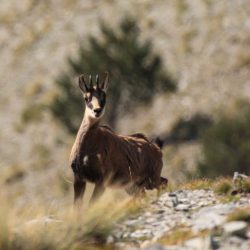 chamois