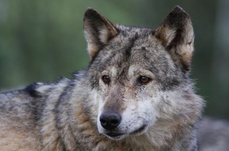 loup-dordogne