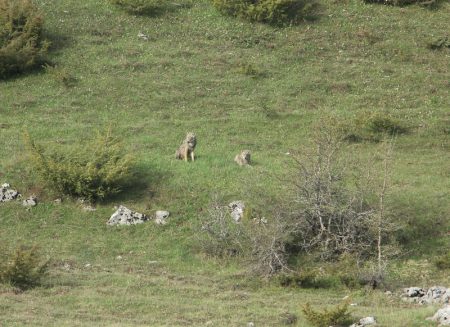 Loups dans les Abruzzes