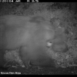 Deux ours indéterminés, le 21 mai 2013