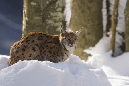 chasse lynx finlande