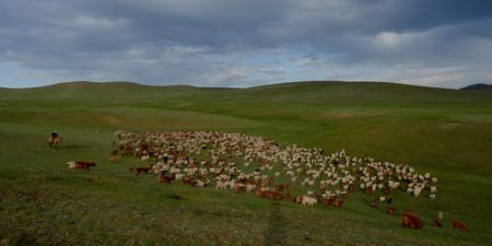 Le surpaturage, principale cause de désertification des steppes mongoliennes. AFP/MARK RALSTON