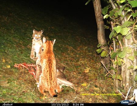 Amt für Jagd und Fischerei Graubünden  1