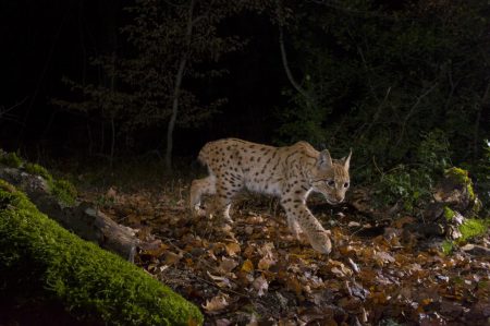 lynx laurent geslin montier