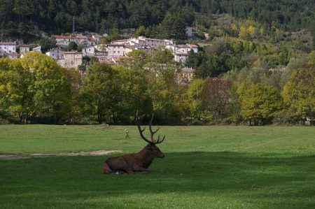 cerf abruzze