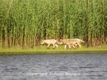 meute loups allemagne