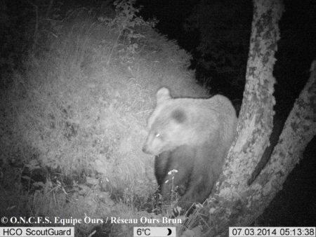 Ours_male_ind_03juillet2014-09_ONCFS_EquipeOurs