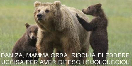 "Daniza, maman ourse, susceptible d'être tuée pour avoir défendu ses petits"