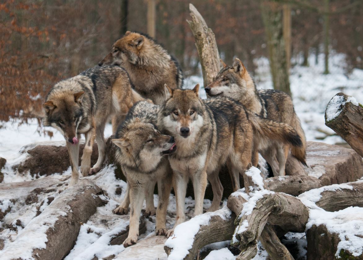 RÃ©sultat de recherche d'images pour "image meute de loups"