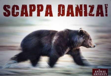 scappa daniza