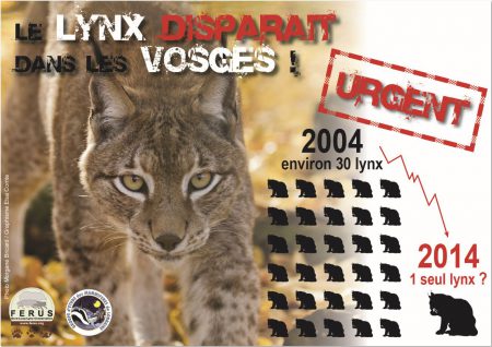 lelynx disparait vosges petition