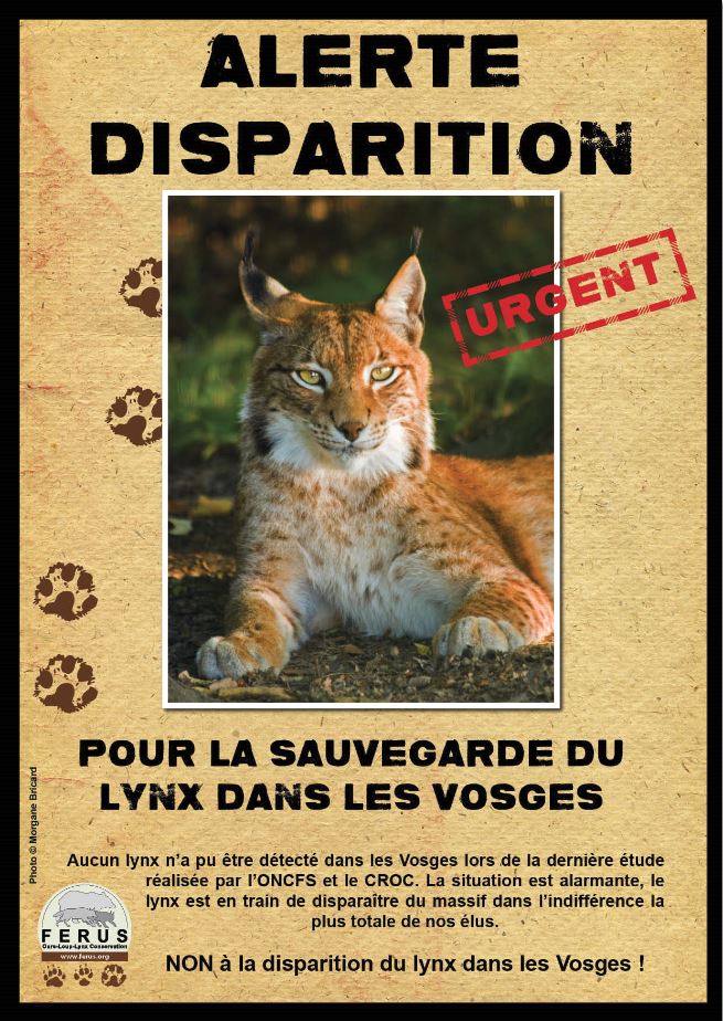 Trois bonnes raisons de préserver le lynx dans les Vosges