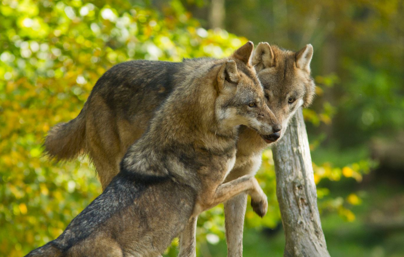 Résultat de recherche d'images pour "loup en été"